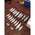 thumbnail image 4 of Cebo para pesca en el mar con anzuelo Eel 7cm/1G T tail soft bait bionic Soft Bait, 4 of 5