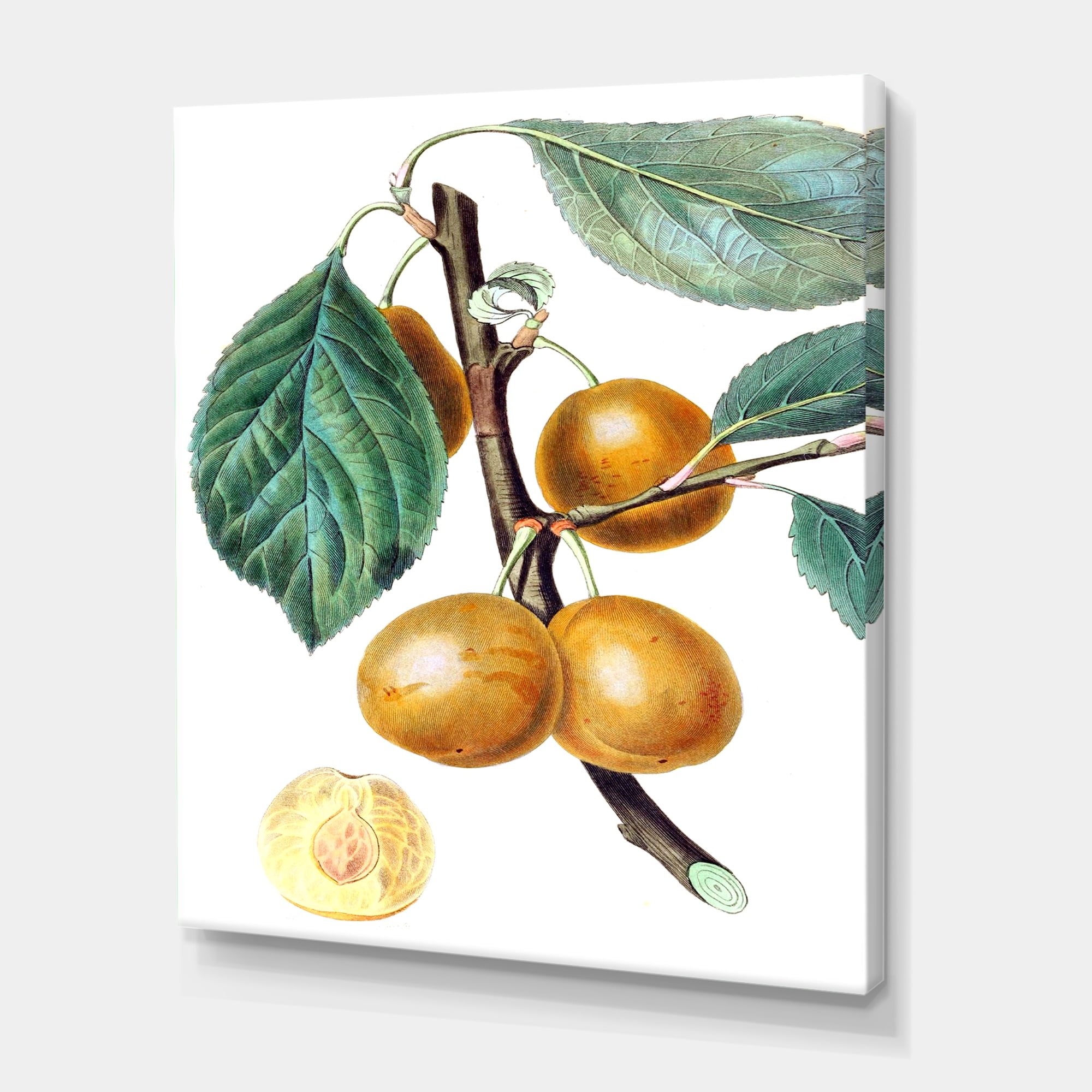 Ancient Fruits II 8 in x 12 in Painting Canvas Art Print, by Designart