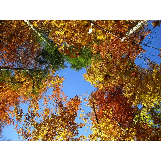Autumn Forest Landscape Tree Leaves Aesthetic 12 Inch By 18 Inch Laminated Poster With Bright Colors And Vivid Imagery Fits Perfectly In Many Attractive Frames Walmart Com Walmart Com Autumn Forest Landscape Tree Leaves Aesthetic 12 Inch By 18 Inch Laminated Poster With Bright Colors And Vivid Imagery Fits Perfectly In Many Attractive Frames Walmart Com Walmart Com