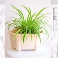thumbnail image 4 of Bearachild Maceta resistente y duradera: autoabsorbente para el hogar y el jardín, soporte de flores transpirable esencial para colgar en la Jardín y Patio beige, 4 of 6