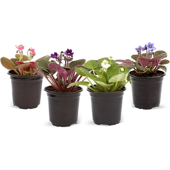 Live Combo 4 plants African Violets, Blooming Plant, Plant Lover Housewarming Gift, Birthday Gift, Mother's Day, Floral Arrangements, Thank You Gift in 4" Pots