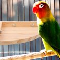 thumbnail image 2 of SHISUYAN Parrot Standing Perch Birds Perch Platform Wood Parrots Standing Wood Perch, 2 of 9