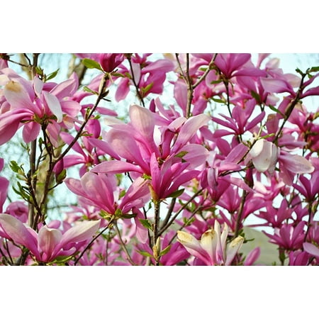 Outdoor Bonsai Tree - Ann Star Magnolia Tree - Outdoors or Bonsai - Fragrant - 4