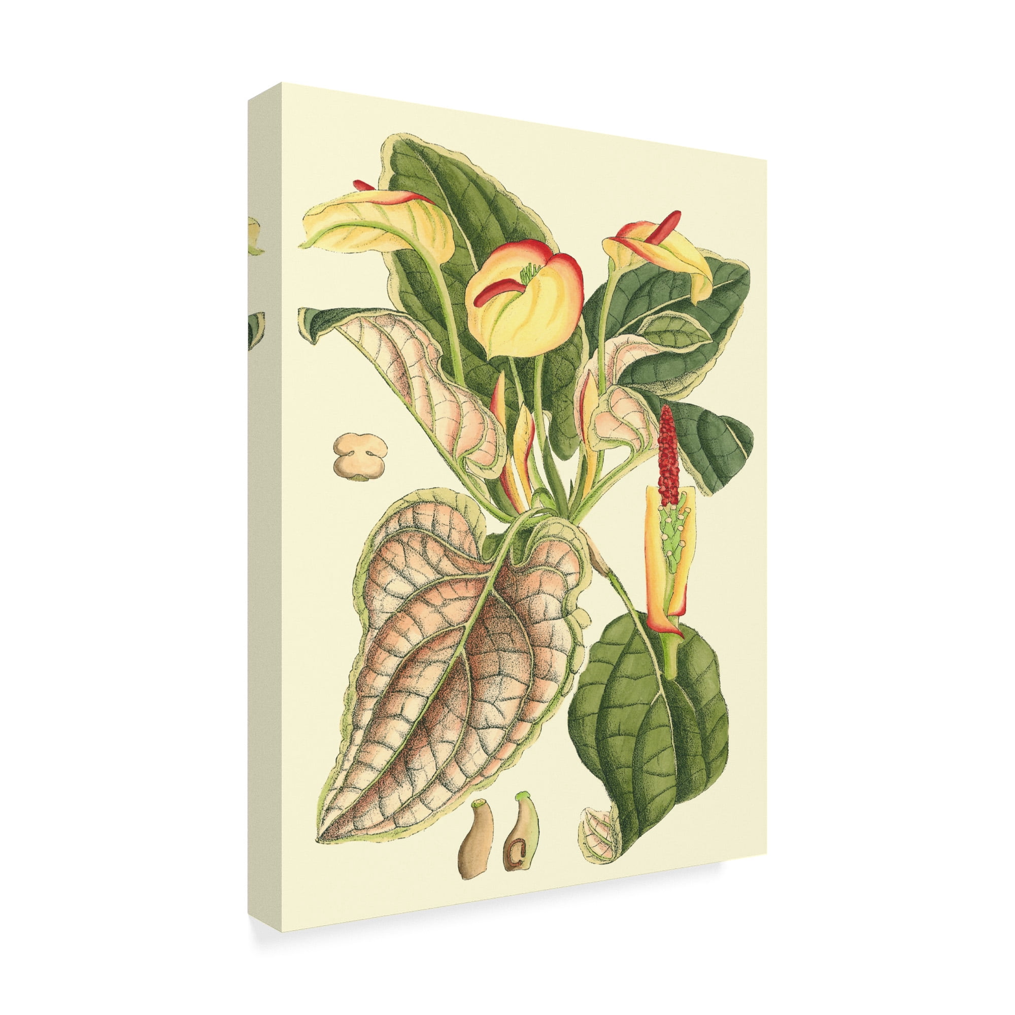 Trademark Fine Art 'Botanical Fantasy III' Canvas Art by Unknown