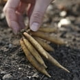 thumbnail image 5 of Van Zyverden Astilbe Mighty Chocolate Cherry, 3 Plant Roots, Red, Partial Shade, Perennial, Fragrant, 1lb, 5 of 9