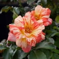 thumbnail image 2 of Heirloom Roses Rose Bush - Alfred Sisley Shrub , Live Rose Plant, 2 of 3