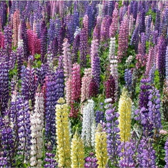 Lupine Russell Strain Mixture Nice Garden Flower By Seed Kingdom 500 Seeds