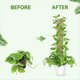thumbnail image 5 of 4 Paquetes de Postes de de Plástico para Plantas Monstera, Soporte de Plantas Apilable para Plantas Trepadoras de Interior, Postes de Plantas Transparentes, 5 of 8