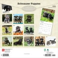 thumbnail image 2 of Schnauzer Puppies 2026 12x24" (Hanging) Wall Calendar | Plastic-Free | BrownTrout, 2 of 9