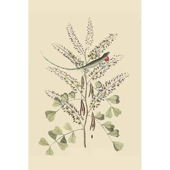 Jamaican Green Lizard-Fine Art Canvas Print (20" x 30")