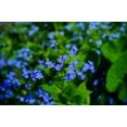 thumbnail image 4 of Valley Greene (6 Pack) Heirloom Variety Cynoglossum Blue Forget-Me-Not Flower Seeds 225 mg/package Non GE Seeds, 4 of 5