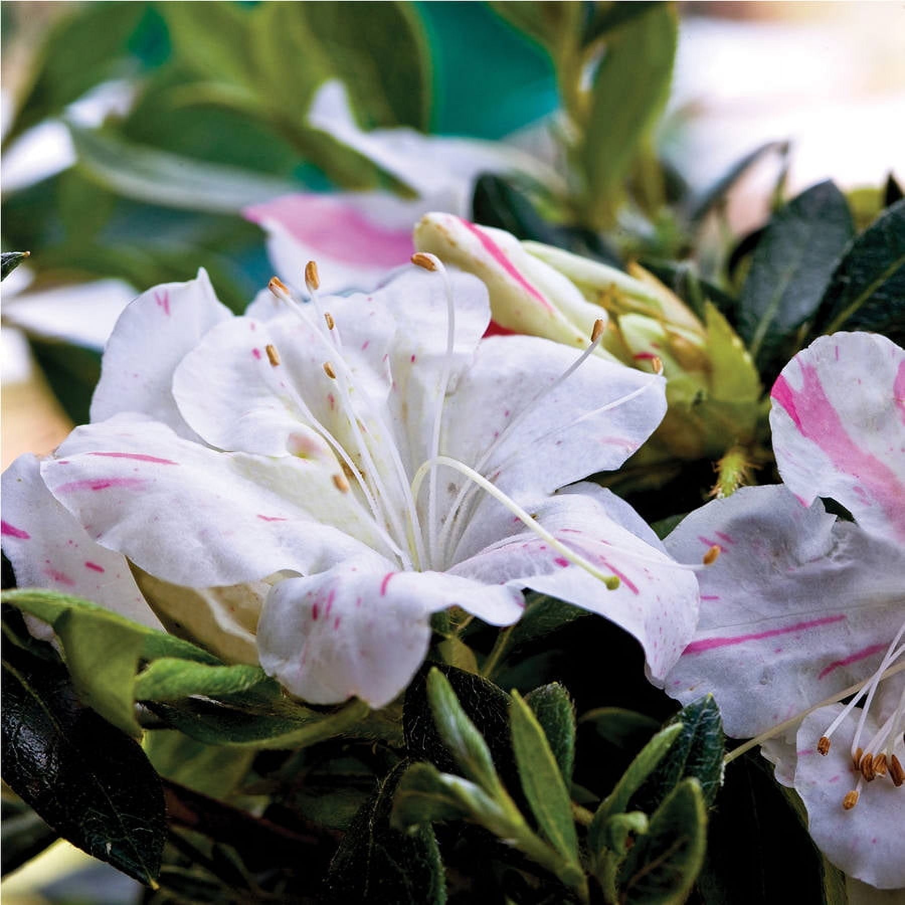Encore Azalea Autumn Starlite (3 Gallon) White Flowering Shrub - Full Sun Live Outdoor Plant
