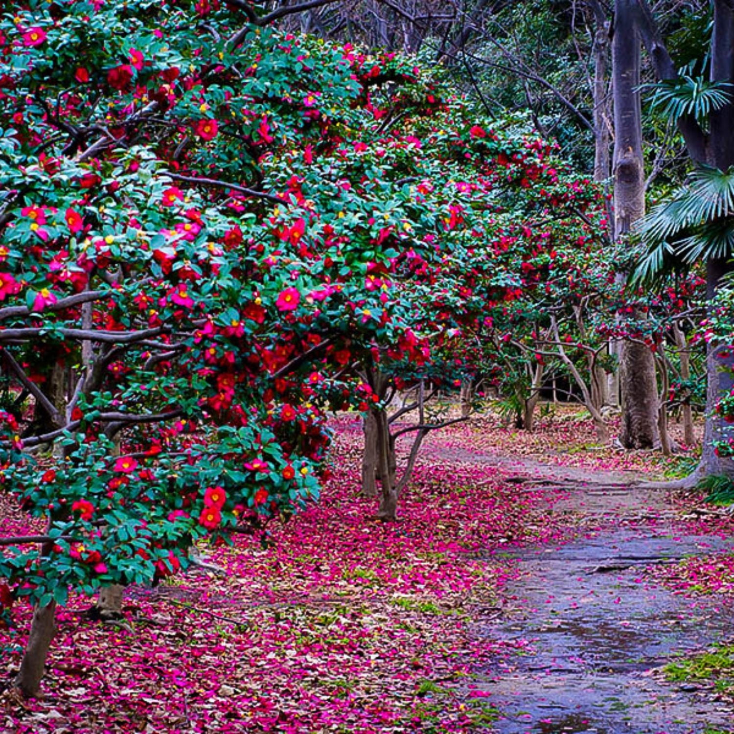 Expert Gardener 1-2 ft. tall Sasanqua'Kanjiro' Camellia Tree in 3- Gallon Grower Pot