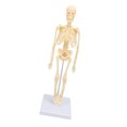 thumbnail image 1 of Human Body Skeleton Model, Removable Exquisite Details Versatile  Anatomy Human Body Skeleton Model Articulated Joint  for Holiday Decoration, 1 of 7