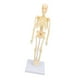 thumbnail image 1 of Modelo De Esqueleto Del Cuerpo Humano De Anatomía, Modelo De Esqueleto Del Cuerpo Humano De Articulación Articulada Educativo Confiable Con Base Para Exhibición Coleccionable, 1 of 7
