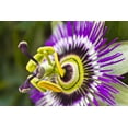 thumbnail image 2 of Passion Flower Seeds for Planting - 50+ Seeds Grow Exotic Passion Flower Vines. Great for Bonsai, 2 of 2