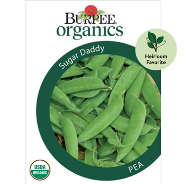 Burpee Organic Sugar Daddy Pea Vegetable Seed, 1-Pack