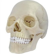 4D Exploded Human Skull Anatomy Model with 17 Detachable Parts