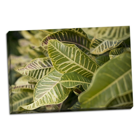 Gango Home Decor Contemporary Leaf Scribble by Karyn Millet (Ready to Hang); One 36x24in Hand-Stretched Canvas