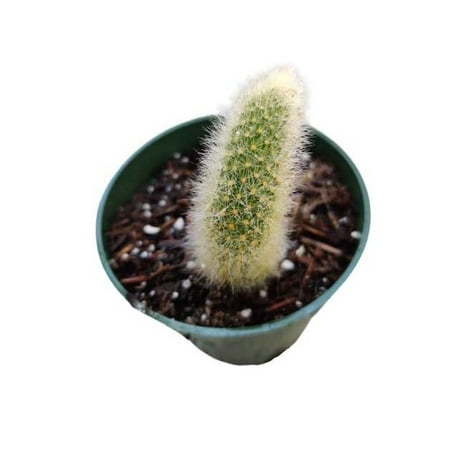 Live Cactus Plants 4"pot Monkey Tail Cactus Trailing Cactus for Gift for Home Office Decor