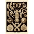thumbnail image 2 of Haeckel, Ernst 11x14 Black Ornate Wood Framed with Double Matting Museum Art Print Titled - Haeckel Nature Illustrations: Flatworms - Sepia Tint, 2 of 4