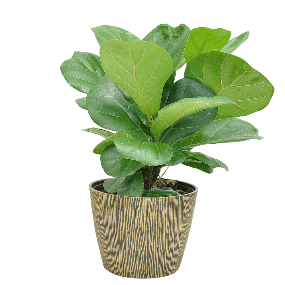 Costa Farms Live Indoor 12in. Tall Little Fiddle Leaf Fig