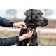 thumbnail image 4 of Collar Herm Sprenger de acero inoxidable para adiestramiento de perros, 4 of 7