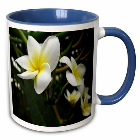 

3dRose Frangipani Natural Garden Background - Plumeria beautiful tropical bloom - Two Tone Blue Mug 11-ounce