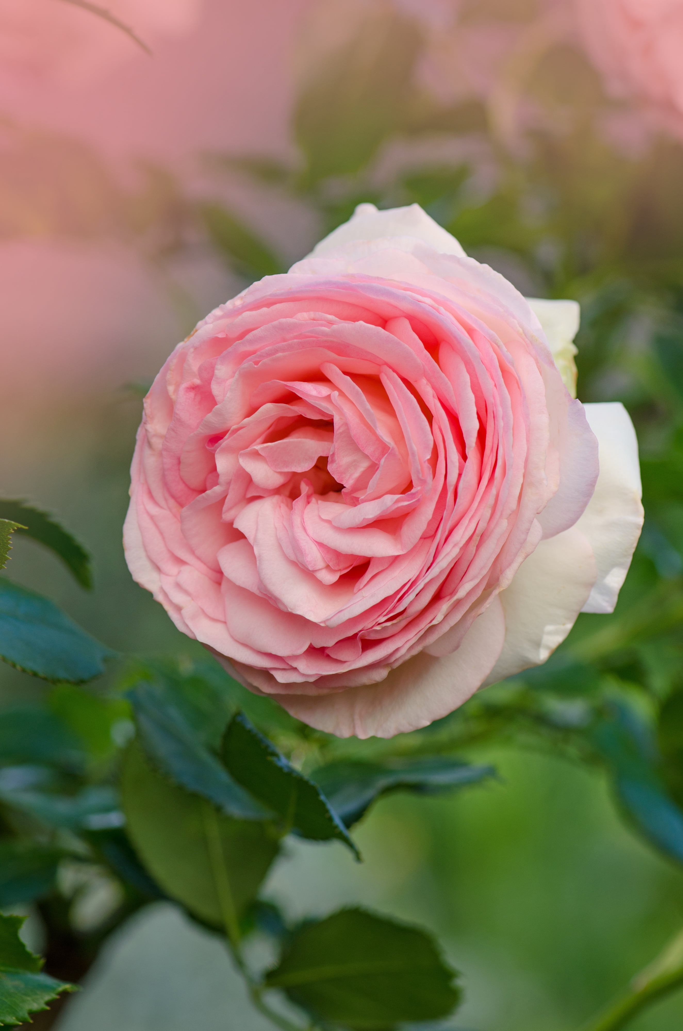 Bareroot Climbing Rose Pink Eden Live Shrub with Full Sun -1 Piece