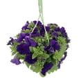 thumbnail image 2 of Expert Gardener 1.5G Dark Blue Petunia Hanging Basket Live Plant Sun, 2 of 5