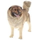 thumbnail image 1 of Figura de perro modelo animal realista estatua de perro pastor realista modelo de cachorro falso, 1 of 4