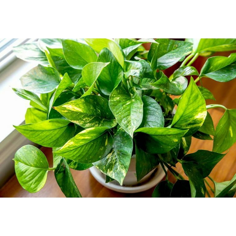 RedCrocus Hawaiian Pothos- Trailing Indoor Plant with Variegated Heart-Shaped  Leaves, Pet Friendly, Easy Care for Living Rooms & Offices 6" Pot -  Walmart.com