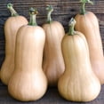 thumbnail image 3 of Burpee Organic Waltham Butternut Winter Squash Vegetable Seed, 1-Pack, 3 of 5