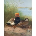 thumbnail image 2 of Otto Murray Dixon 15x18 Black Ornate Wood Framed Double Matted Museum Art Print Titled - Red-Crested Pochard (1913), 2 of 5