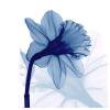 thumbnail image 1 of Cuadros Decorativos Hilo de algodón Flor azul Impreso Punto de cruz parcial Arte hecho a mano Arte Ehuebsd Nuevos Originales, 1 of 5