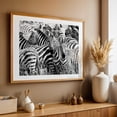 thumbnail image 3 of A Dazzle - Thorn Tree Tented Camp Tanzania Photography Black and White Wildlife Nature Animal Oak Framed Wall Art Print 5 x 7 inches, 3 of 6