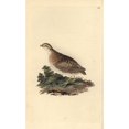 thumbnail image 2 of Common Quail, Coturnix Coturnix Poster Print By ® Florilegius Mary Evans (18 X 24), 2 of 4