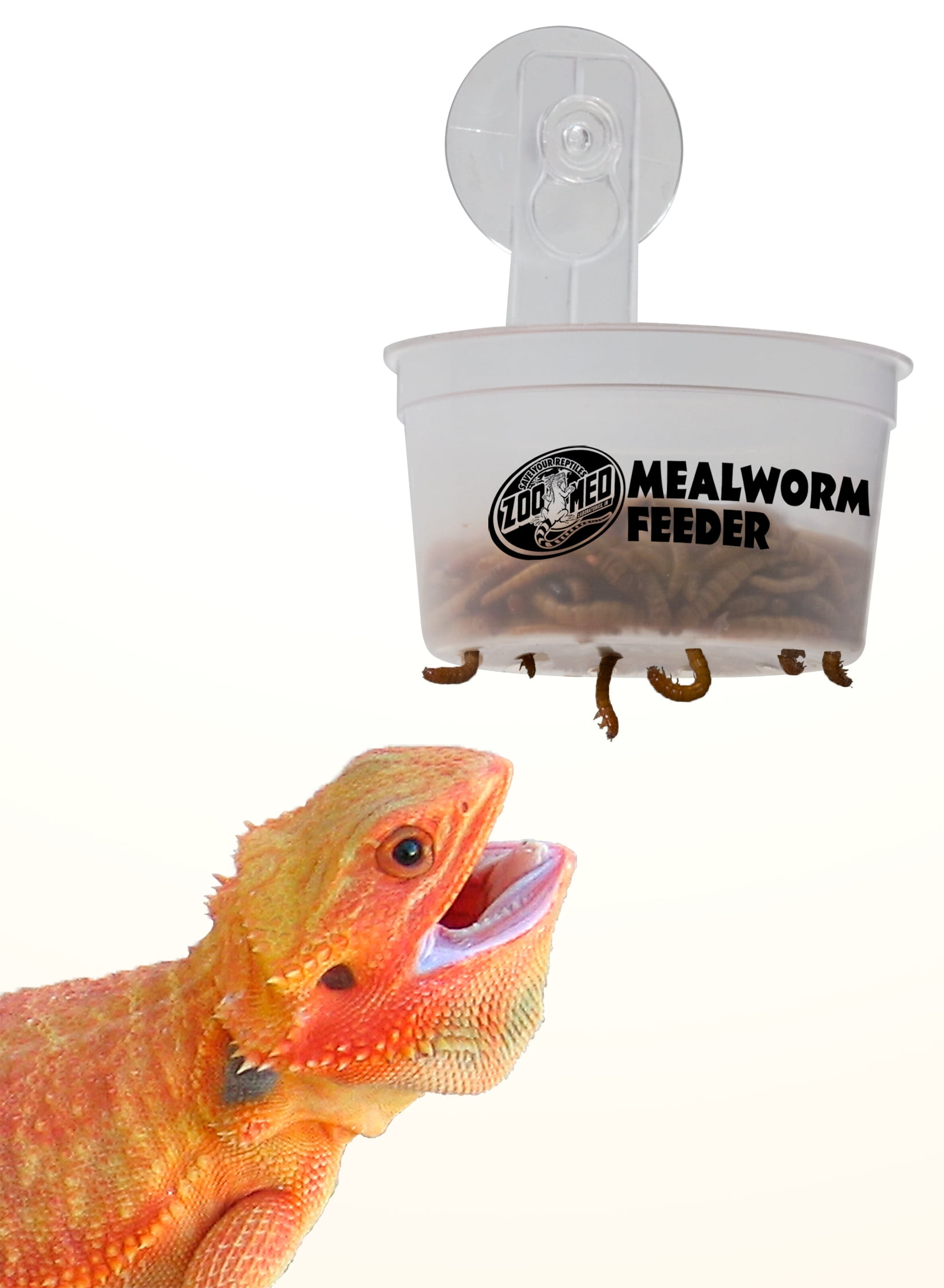 automatic mealworm feeder