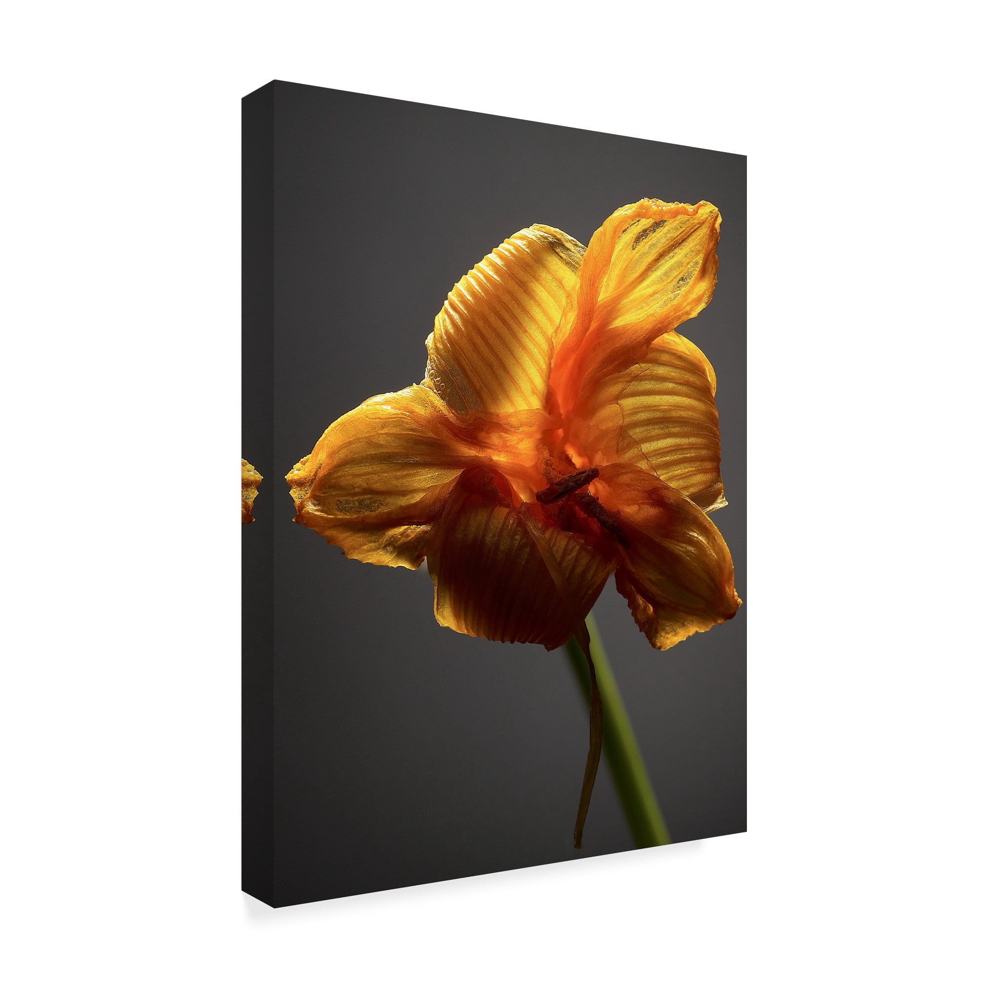 Trademark Fine Art 'Studio Flowers XI' Canvas Art by James McLoughlin