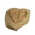 thumbnail image 1 of 1 Pce Fossiles de Queue de Trilobite Naturels Spécimens d'Enseignement, 1 of 5