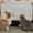 Light Gray-35" x 23", variant on Light Gray 35" x 23" Pet Crate Pad for Dogs and Cats