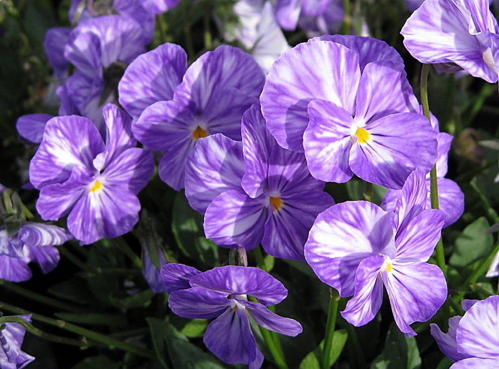 Columbine Hardy Violet Viola Shade Perennial Quart Pot