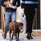 thumbnail image 4 of Correa retráctil para perros, correa para pasear perros pequeños y grandes, rotura y bloqueo con un botón, resistente, sin enredos, 4 of 8