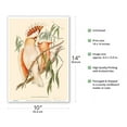thumbnail image 2 of Leadbeater's Cockatoo (Cacatua Leadbeaterii) - from The Birds of Australia Vol 5 - From an Original Color Illustration by Elizabeth Gould c.1840 - Master Art Print 10in x 14in, 2 of 4