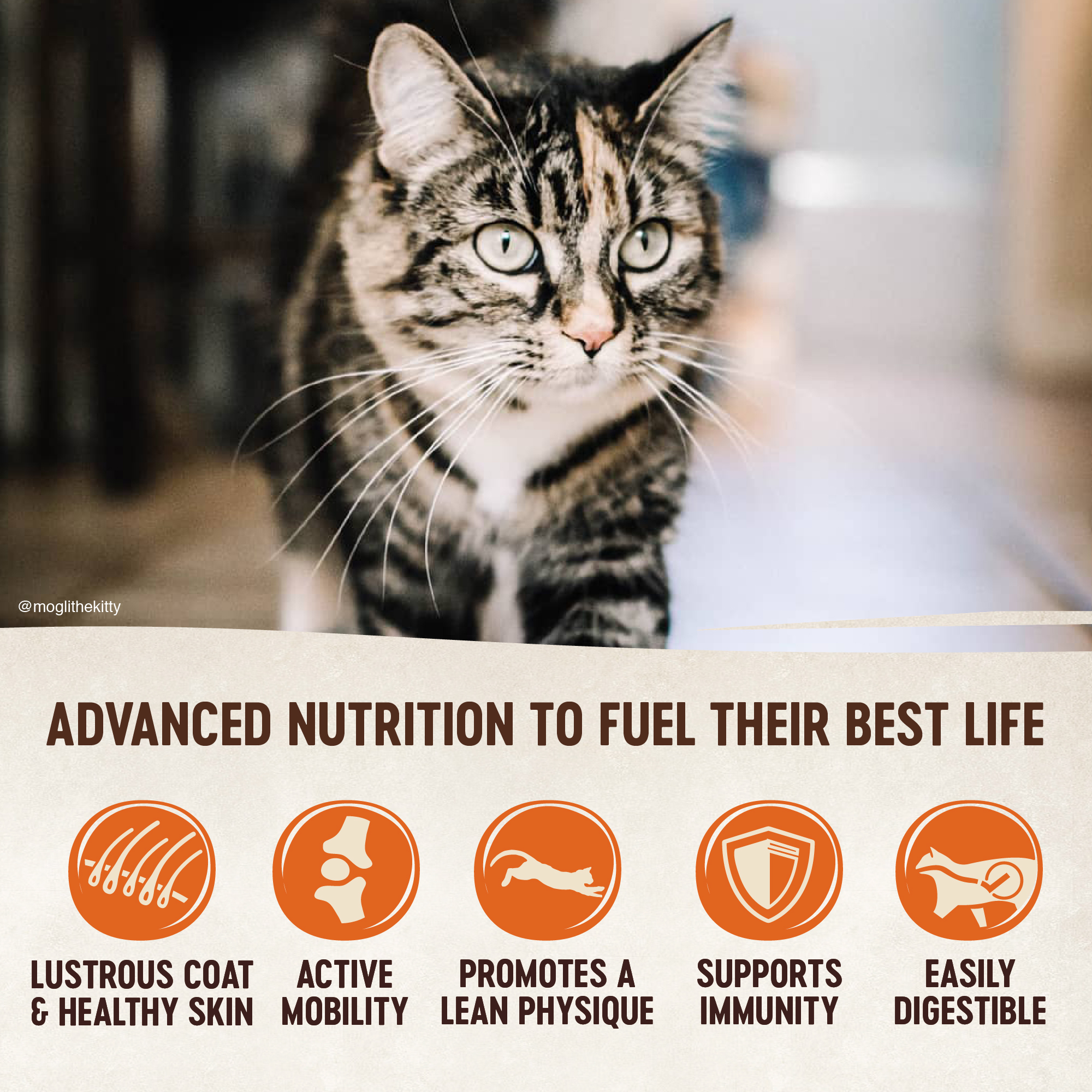 Wellness CORE Grain-Free Indoor Formula Dry Cat Food, 2 Pound Bag - image 2 of 7