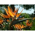 thumbnail image 6 of Orange Bird of Paradise - Live Plant in a 3 Gallon Pot - Strelitzia Reginae - Rare and Stunning Tropical Evergreen Plant, 6 of 6