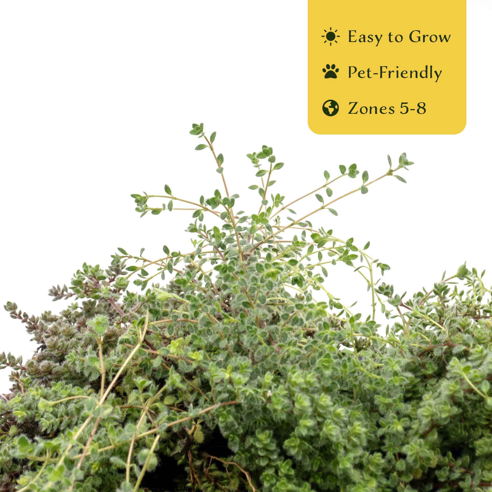 12 Woolly Thyme – Low-Growing Fragrant Fuzzy Evergreen Groundcover for Rock Gardens, Containers & Pathways (Thymus pseudolanuginosus) in 2.5″ Cubes, Live Plants