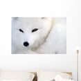 thumbnail image 1 of Arctic Fox Wall Mural by Wallmonkeys Peel and Stick Graphic (36 in W x 24 in H) WM89597, 1 of 4