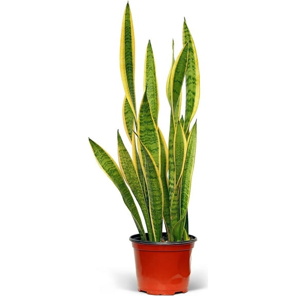 Live Sansevieria, Snake Plant, Housewarming Gift, Office Gift, Live Decor, Plant Lover Gift, Evergreen Indoor Plant in 6" Pot