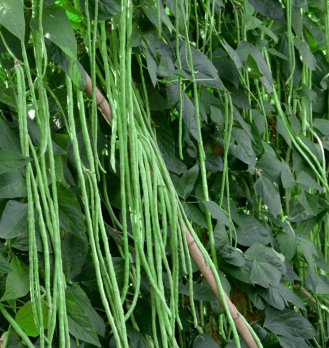 Bean Seeds Yard Long White Seeded